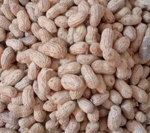 Arachide avec coque (Arachis hypogaea)