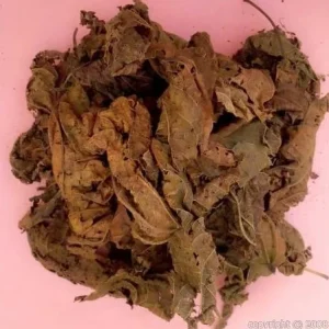 Feuilles de DJEKA (Alchornea Cordifolia)
